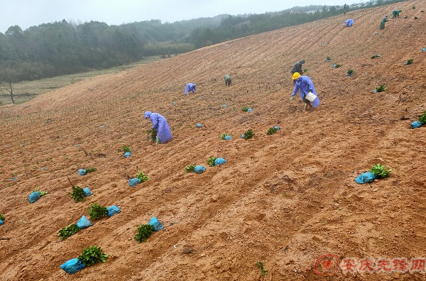 栽种茶苗 (3).jpg