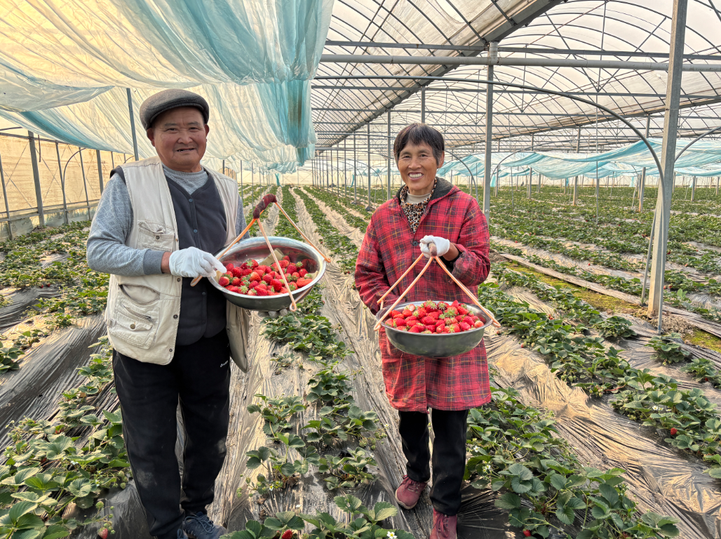 寒冬腊月，在洲头乡党建联盟产业示范基地的大棚内，藏着一园暖意与生机。翠绿藤蔓蜿蜒伸展，红彤彤的草莓如玛瑙缀于叶间，清甜果香裹挟着泥土的温润气息漫溢开来，既引得八方游客.png
